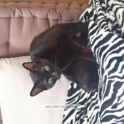 Photo 1/1 Chat retrouvé Trouvé à Houilles