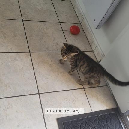 Photo 1/1 Chat retrouvé Trouvé à Bailly Romainvilliers