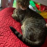 Photo de chat perdu à Les Mureaux