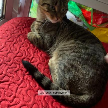 Photo 1/1 Chat retrouvé Perdu à Les mureaux