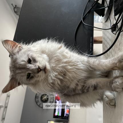 Photo de chat perdu à Grabels