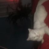 Photo de chat perdu à Solesmes