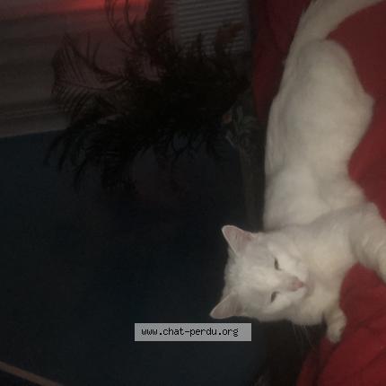 Photo 1/1 Chat retrouvé Perdu à Solesmes