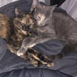 Photo de chat perdu à La Suze Sur Sarthe