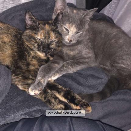 Photo 1/1 Chat retrouvé Perdu à La suze sur sarthe