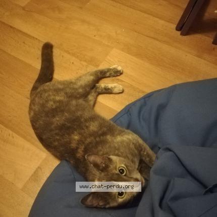 Photo de chat perdu à Poitiers