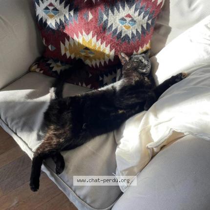 Photo 1/1 Chat retrouvé Perdu à Arzay