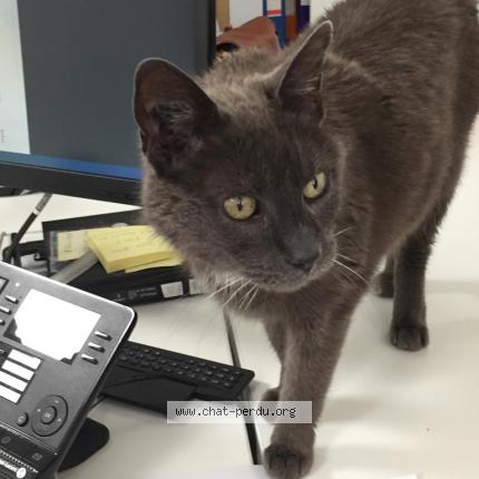Photo de chat trouvé à Melun
