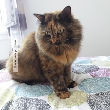 Photo 1/1 MINETTE Chat perdu à Episy moret loing et orvanne