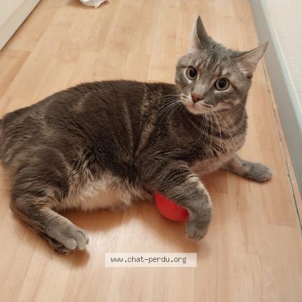Photo de chat perdu à Selestat