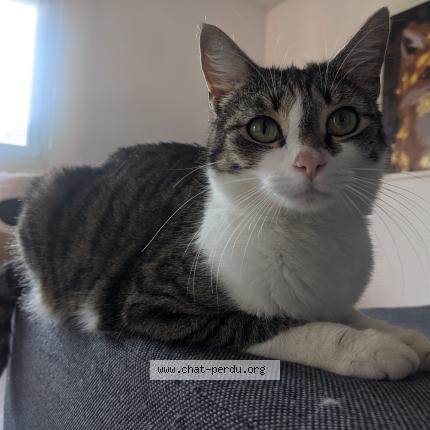 Photo 1/1 Chat retrouvé Perdu à Traubach Le Bas