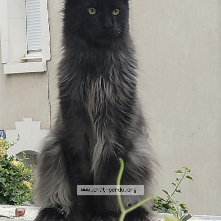 Photo de chat perdu à Tours