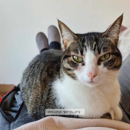 Photo de chat perdu à Koenigsmacker
