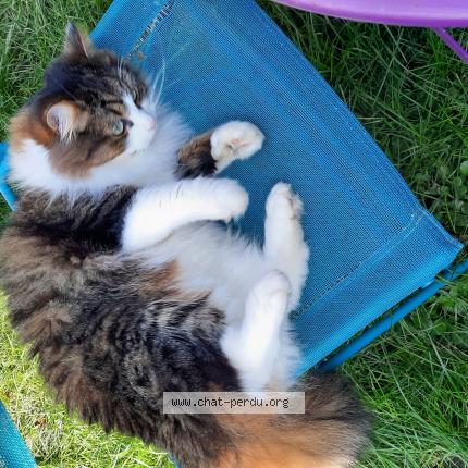 Photo 1/1 Chat retrouvé Perdu à Rambouillet