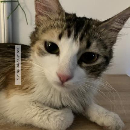 Photo de chat trouvé à Ballainvilliers