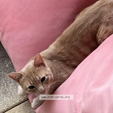 Photo de chat perdu à Viry Chatillon