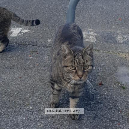 Photo 1/1 Chat retrouvé Perdu à Villejuif