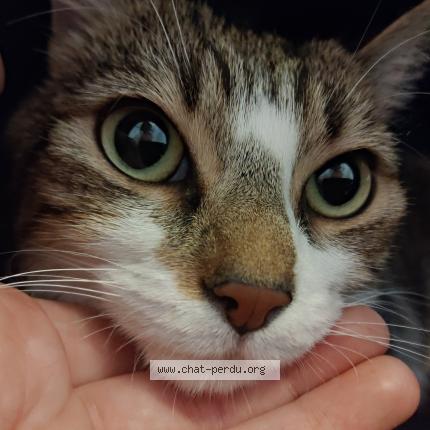 Photo de chat perdu à Vire Normandie