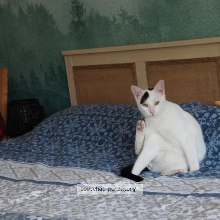 Photo de chat perdu à Parmain
