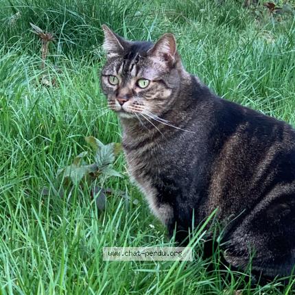 Photo 1/1 Choupette Chat perdu à Louveciennes