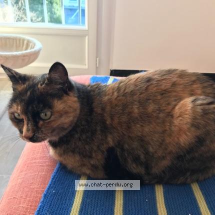 Photo de chat perdu à Montelimar