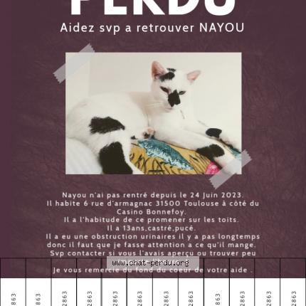 Photo 1/1 Chat retrouvé Perdu à Toulouse