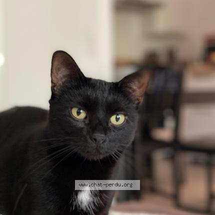 Photo de chat perdu à Esches
