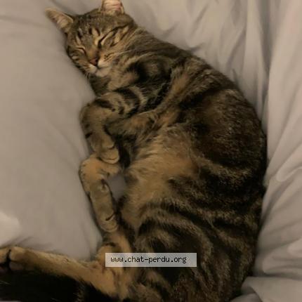 Photo de chat perdu à Paris