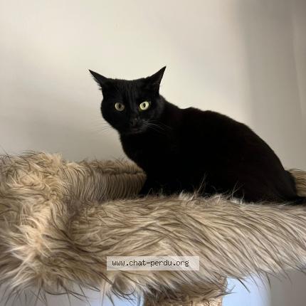 Photo de chat perdu à Entzheim