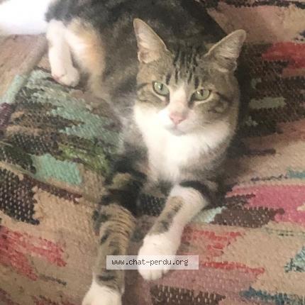 Photo de chat perdu à Montauban