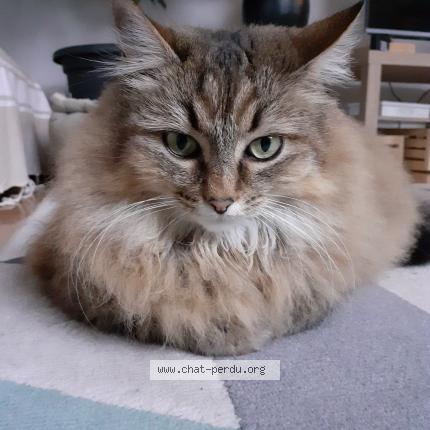 Photo de chat perdu à Avranches