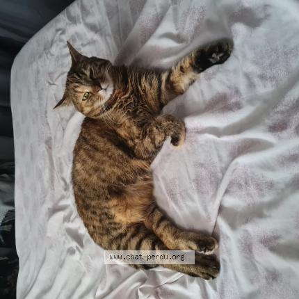 Photo de chat perdu à Othis