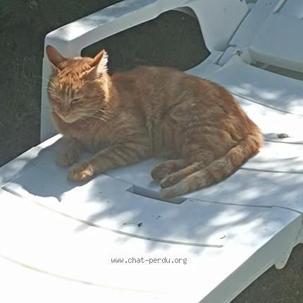 Photo 1/1 Chat retrouvé Perdu à Tergnier