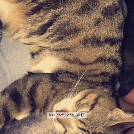 Photo 1/1 Chat retrouvé Perdu à Courgains