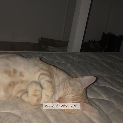 Photo 1/1 Chat retrouvé Perdu à Paris