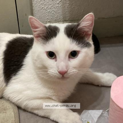 Photo 1/1 Chat retrouvé Perdu à Bordeaux