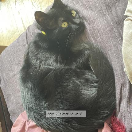 Photo de chat perdu à Lyon