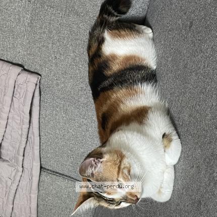 Photo de chat perdu à Melle