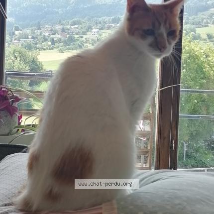 Photo 1/1 Chat retrouvé Perdu à Bons En Chablais 74