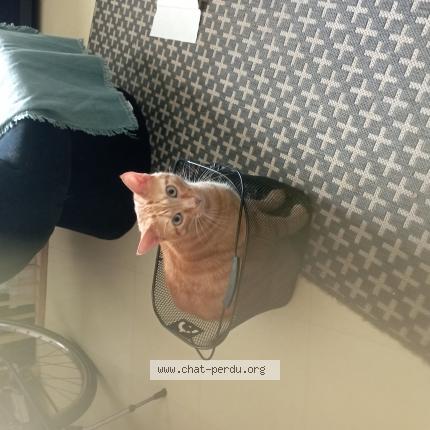 Photo de chat perdu à Bretigny Sur Orge