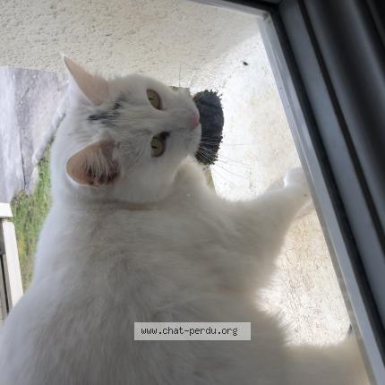 Photo de chat perdu à Chevilly
