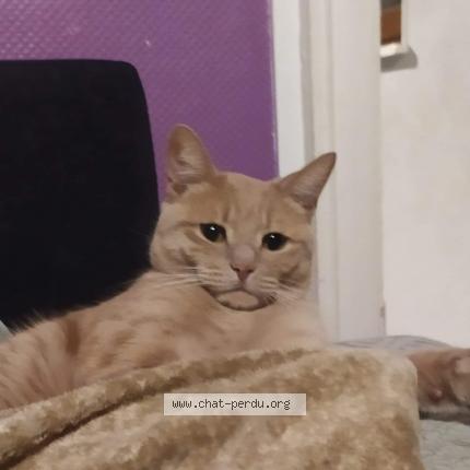 Photo 1/1 Chat retrouvé Perdu à Vandoeuvre Les Nancy