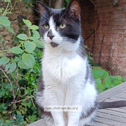 Photo 1/1 Chat retrouvé Perdu à Le mans