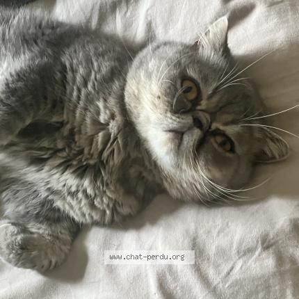Photo 1/1 Chat retrouvé Perdu à Contes