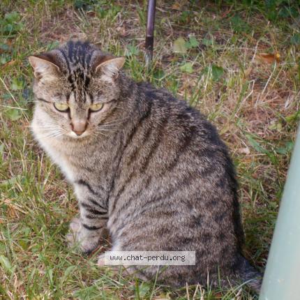 Photo 1/1 Chat retrouvé Perdu à Henrichemont