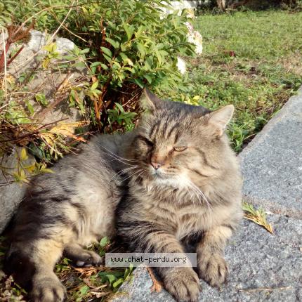 Photo 1/1 OUKI Chat perdu à Gilly sur isere