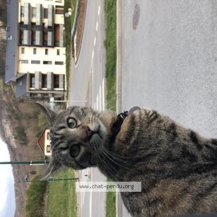 Photo 1/1 Chat retrouvé Perdu à La Balme De Sillingy