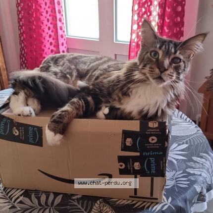 Photo de chat perdu à Montpellier