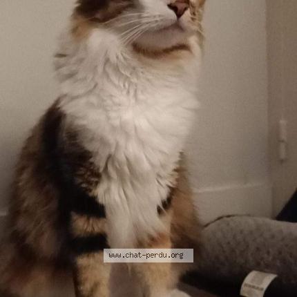 Photo de chat perdu à Villers Cotterets