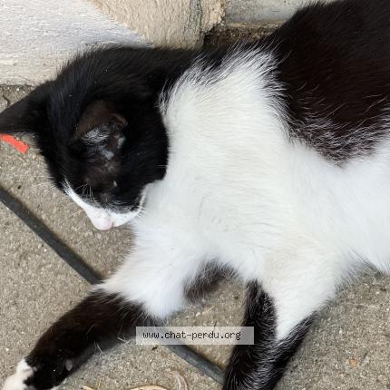 Photo de chat perdu à Mouthier En Bresse